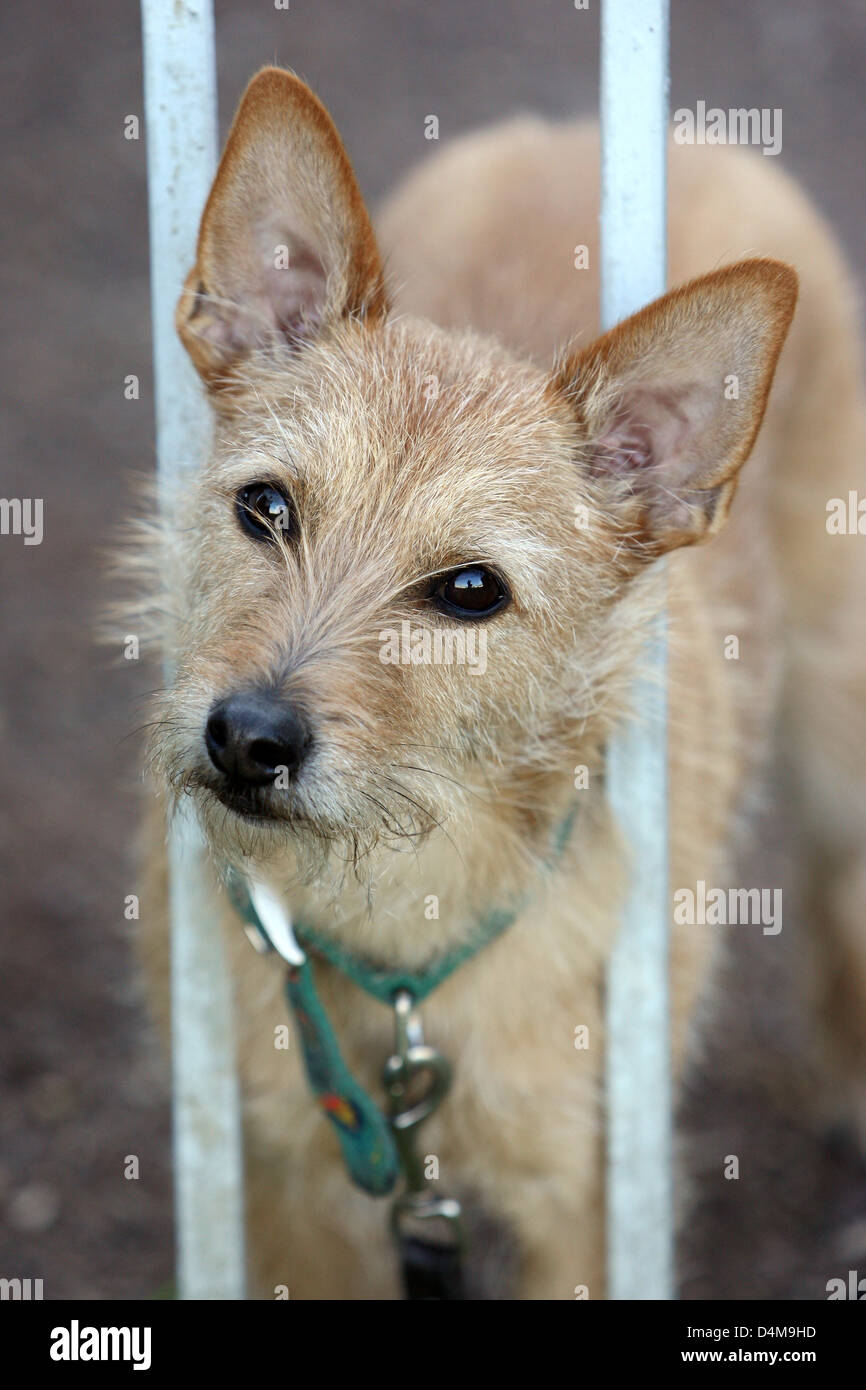 Leipzig, Deutschland, sieht der Hund durch einen Zaun Gitterstaebe Stockfoto