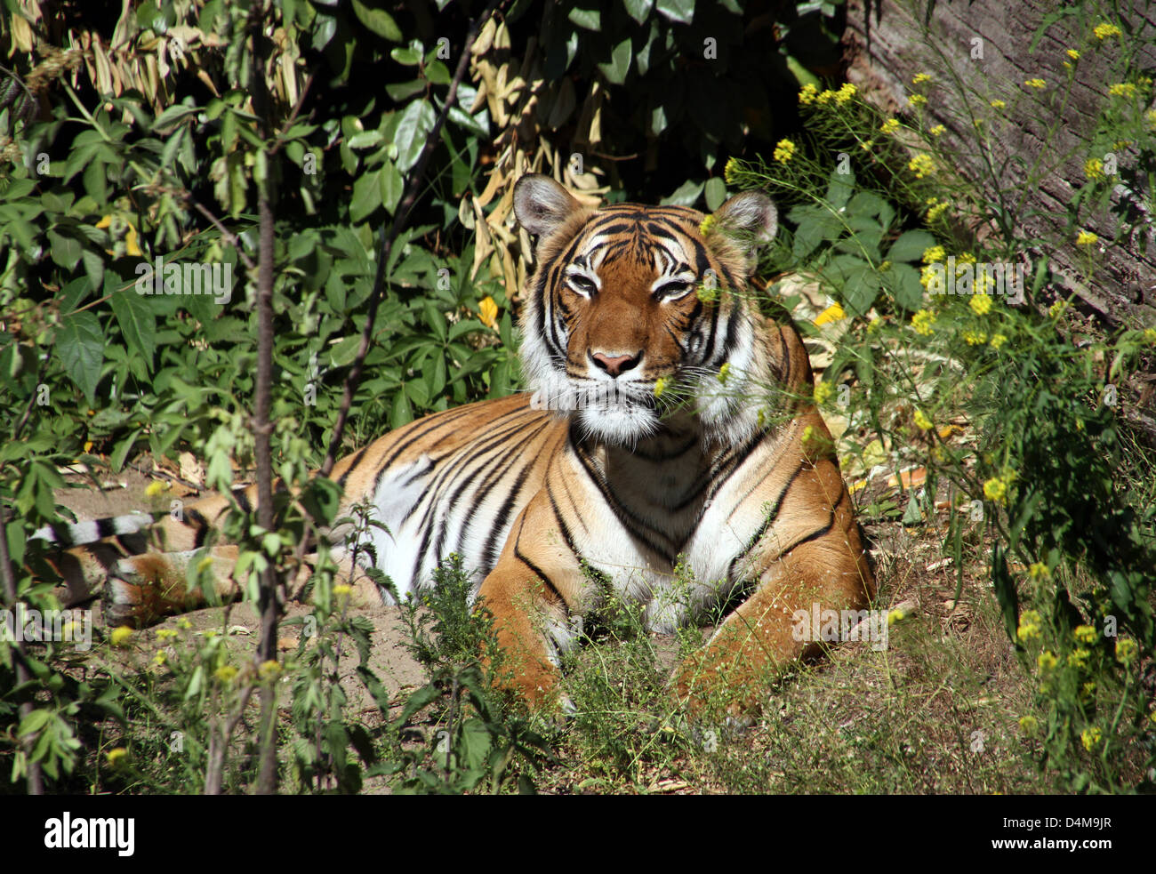 Berlin, Deutschland, Sibirischer Tiger Stockfoto