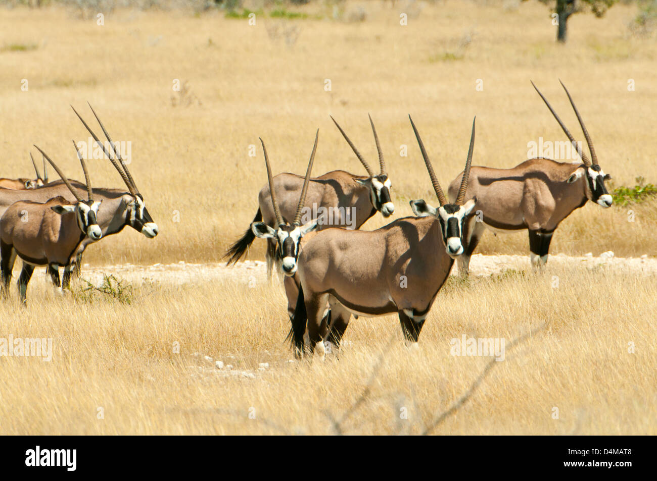Gruppe von Oryx-Antilopen im Etosha Nationalpark, Namibia Stockfoto