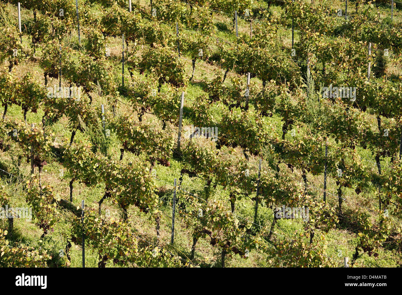Guntersblum Stockfotos und bilder Kaufen Alamy