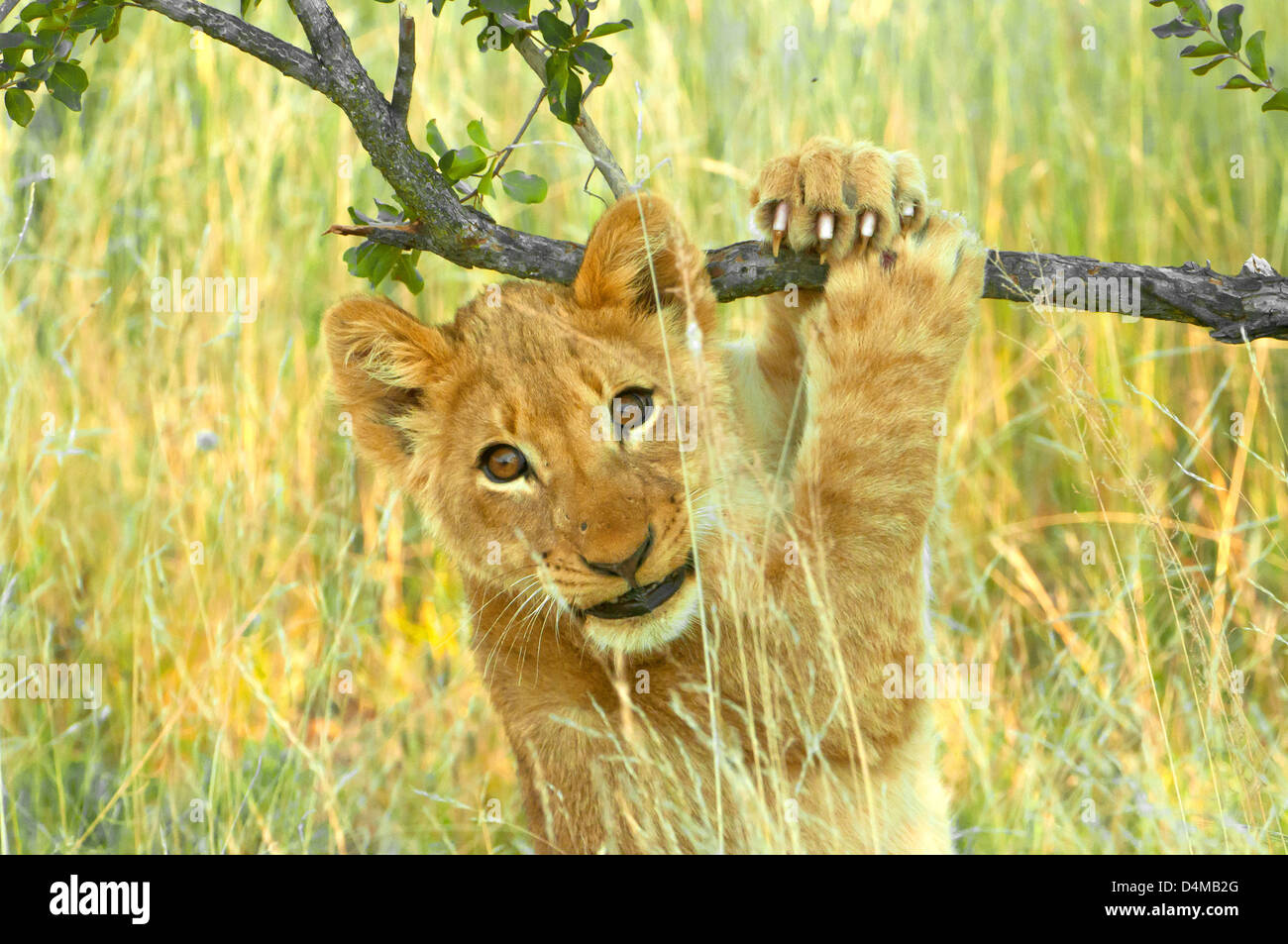 Löwenjunges spielen in Klaserie Private Nature Reserve, Südafrika Stockfoto