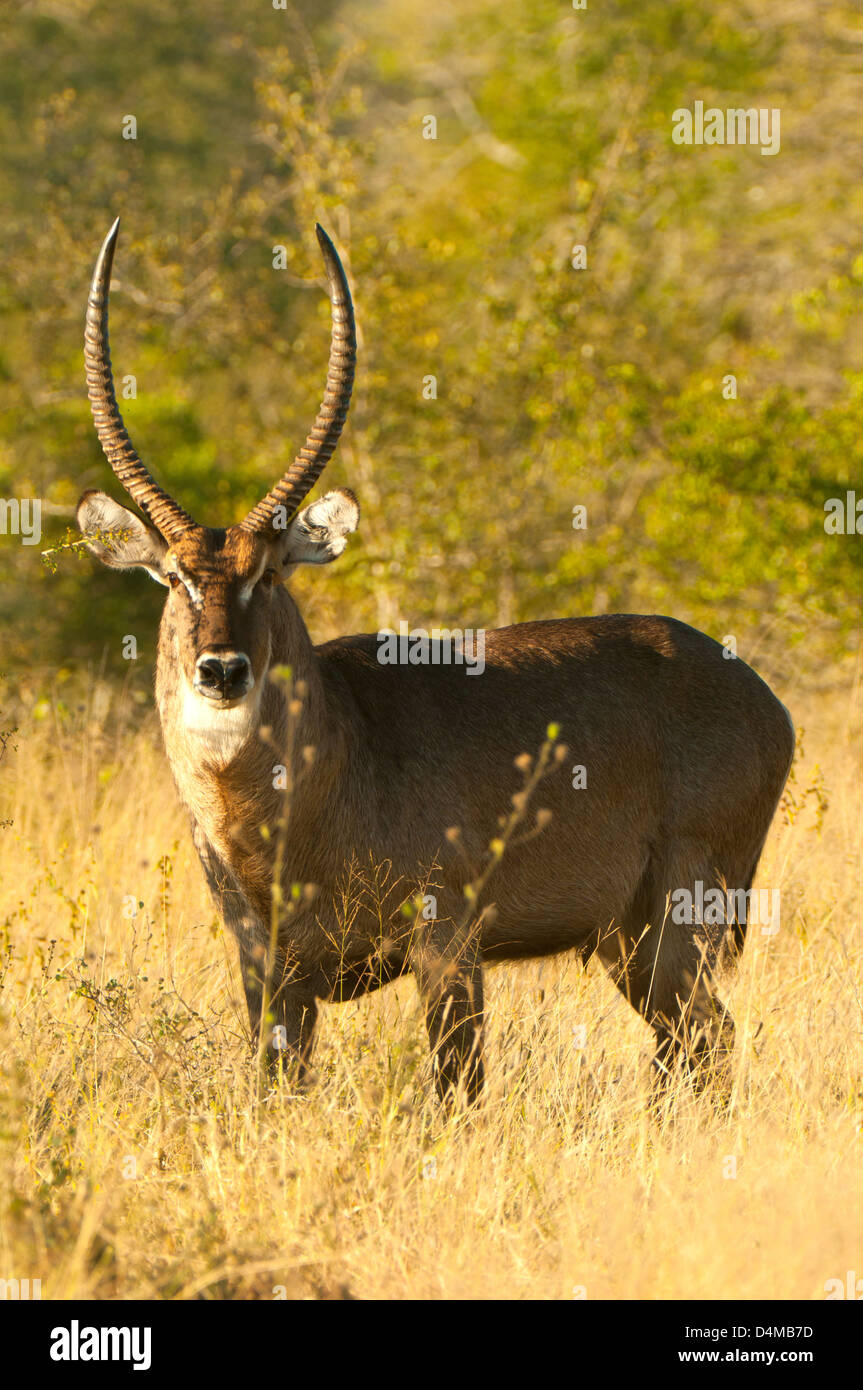 Wasser Buck im Sabi Sands Private Game Reserve, Mpumalanga, Südafrika Stockfoto