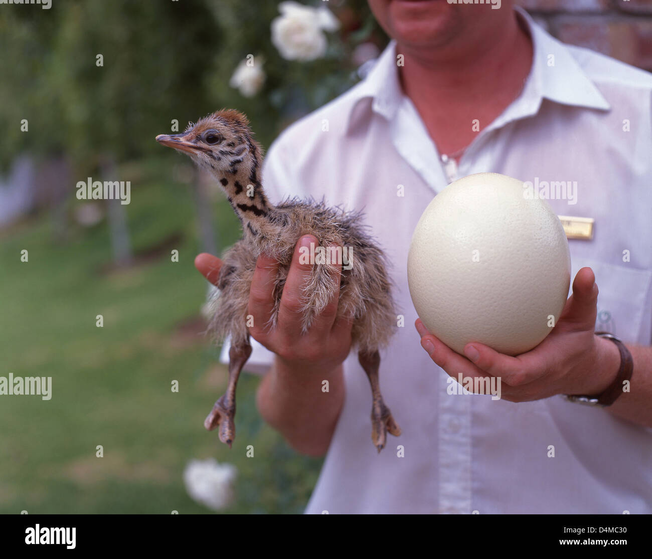Ranger halten Strauß Küken und Ei im Cango Ostrich Show Farm, Oudtshoorn, Provinz Western Cape, Südafrika Stockfoto