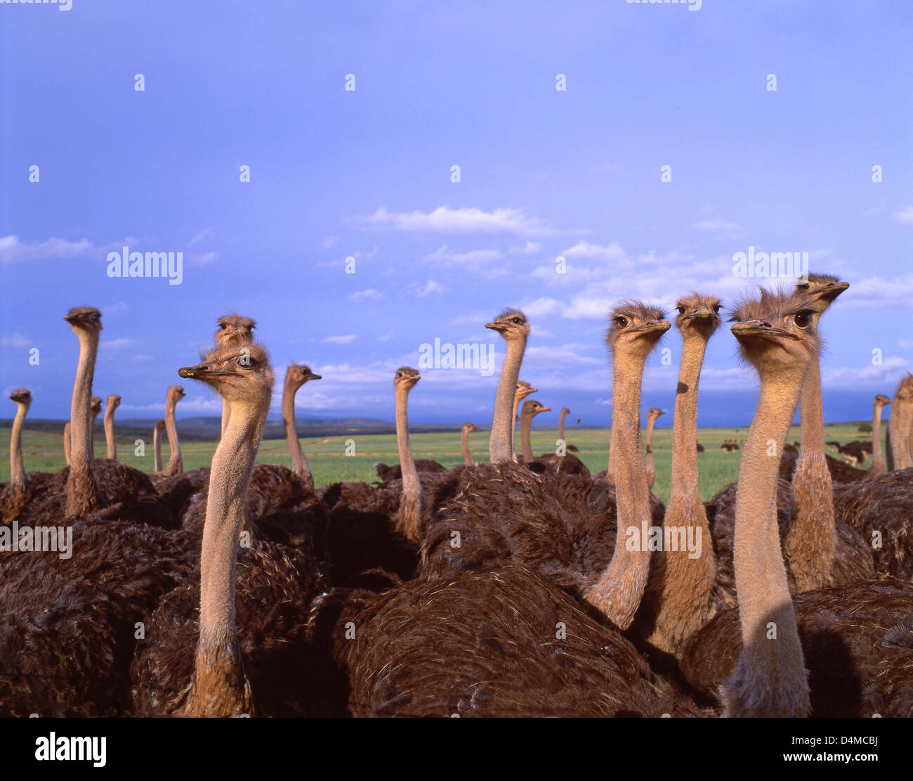 Strauße im Feld, in der Nähe von Oudtshoorn, Provinz Westkap, Südafrika Stockfoto