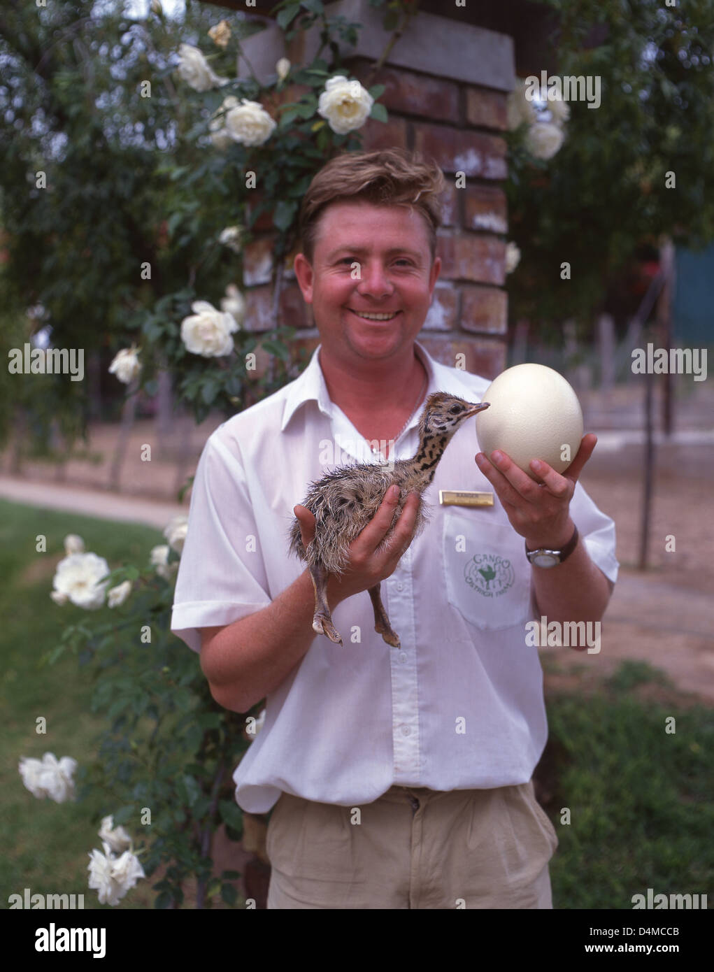 Ranger halten Strauß Küken und Ei im Cango Ostrich Show Farm, Oudtshoorn, Provinz Western Cape, Südafrika Stockfoto