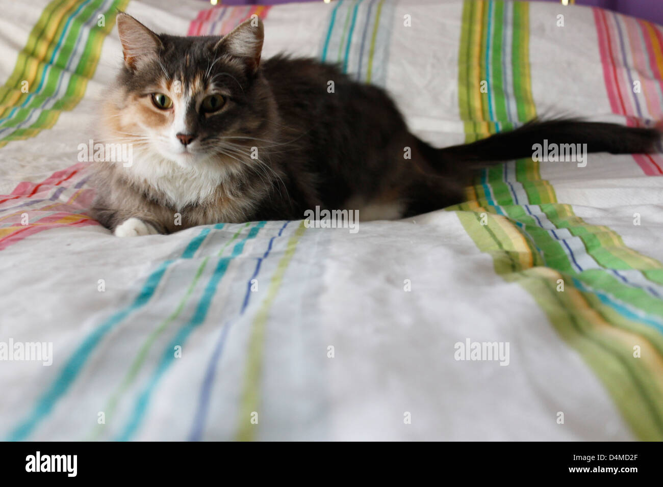 Katze auf Bett Stockfoto