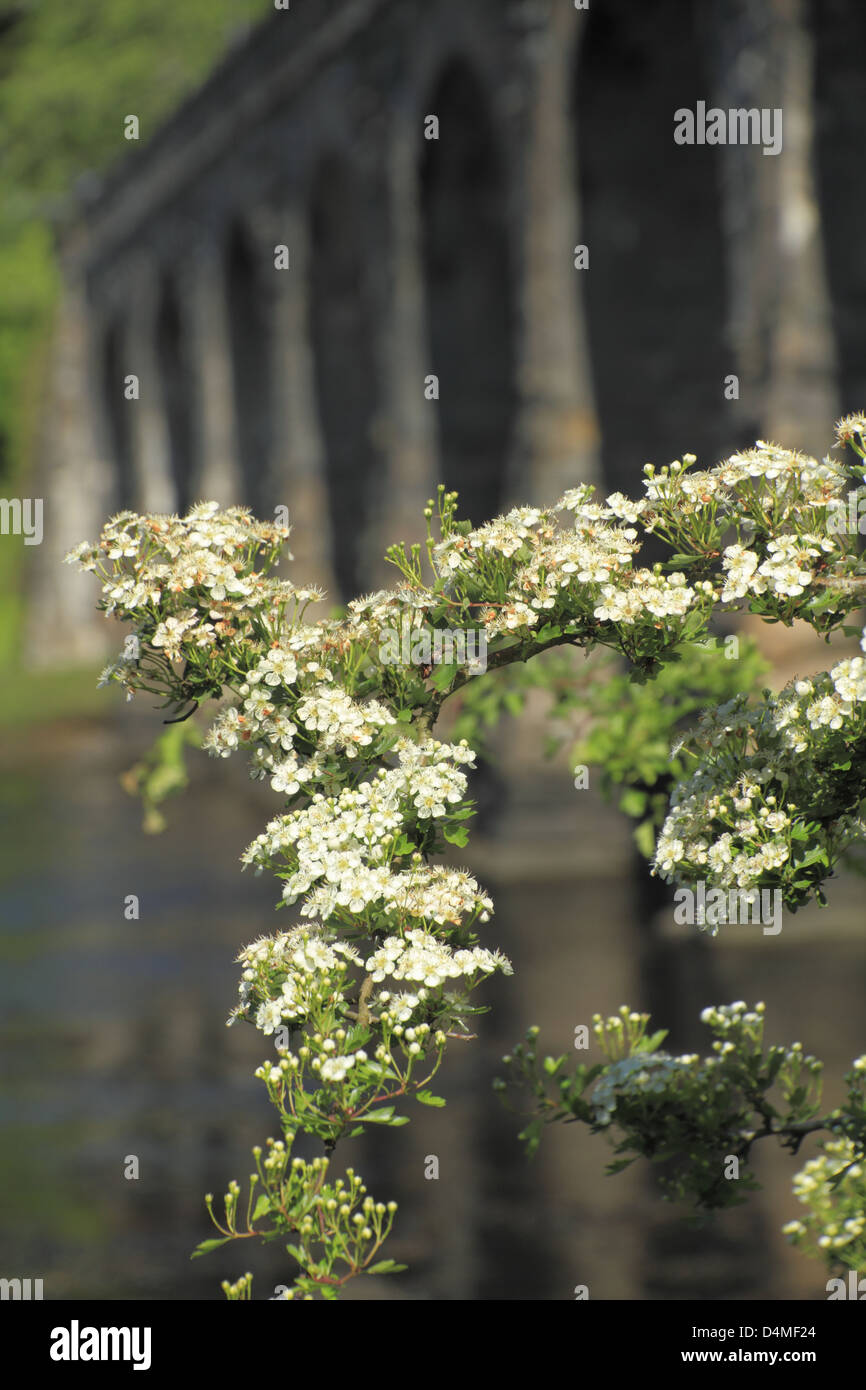 Hagedorn in Blume Blüte mit einem Viadukt im Hintergrund an der Bawnaknockane Flussmündung, Ballydehob, Cork, Irland Stockfoto