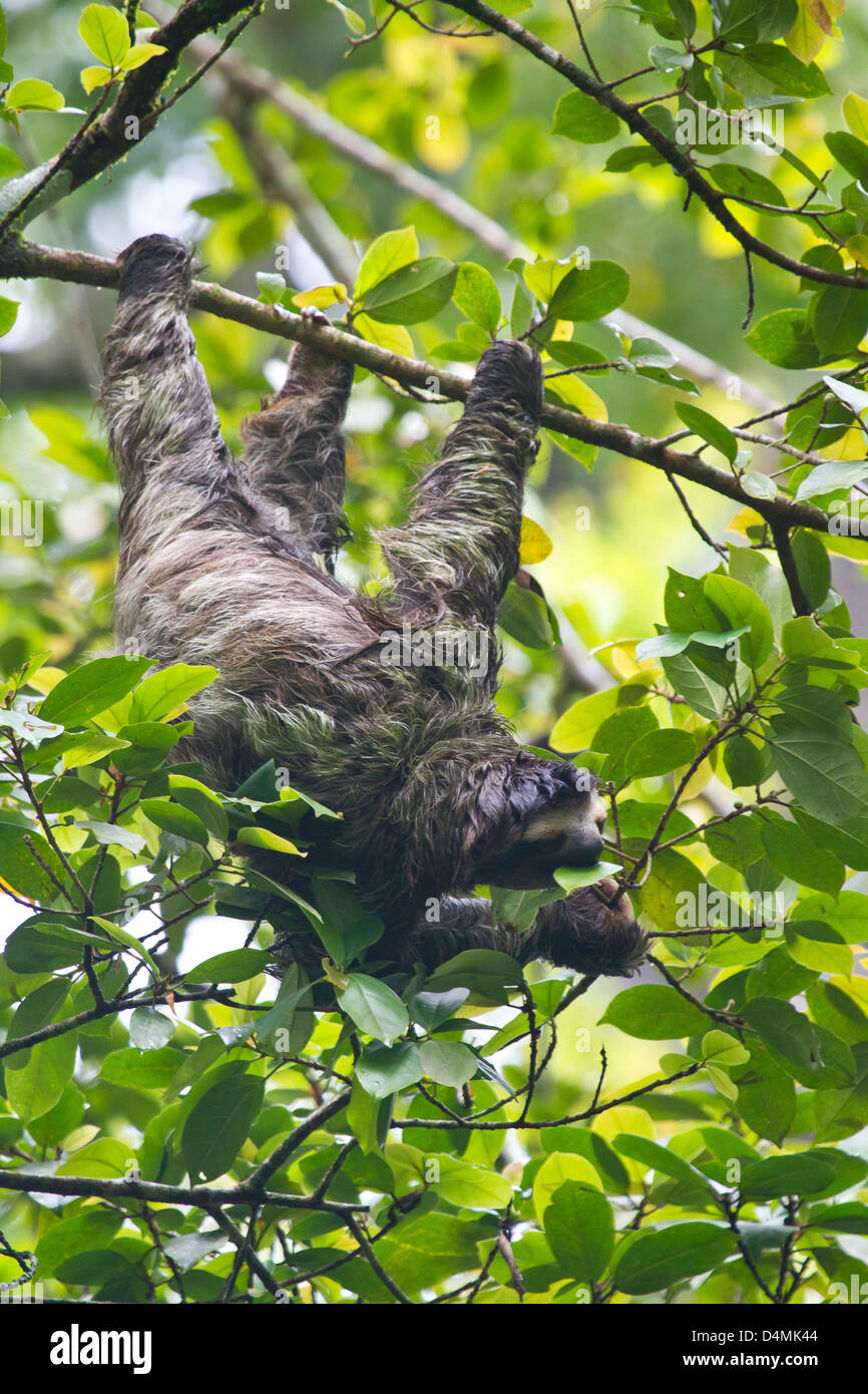 Faultier Essen in Puerto Viejo, Costa Rica Stockfoto