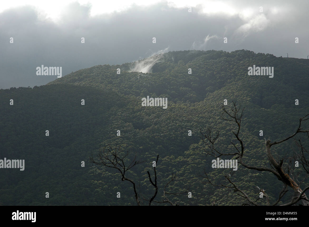 Wasserdampf steigt aus Eukalyptus-Bäume Stockfoto