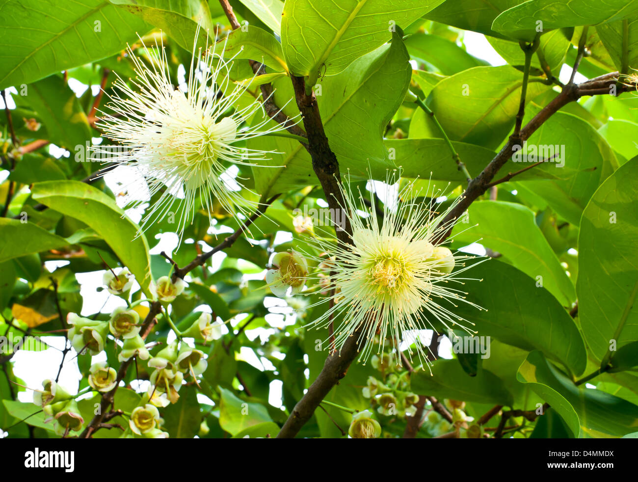 Die Blüten der Rose Apple. Stockfoto