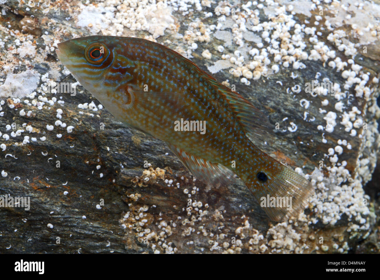 Corkwing Wrasse im Aquarium Stockfoto