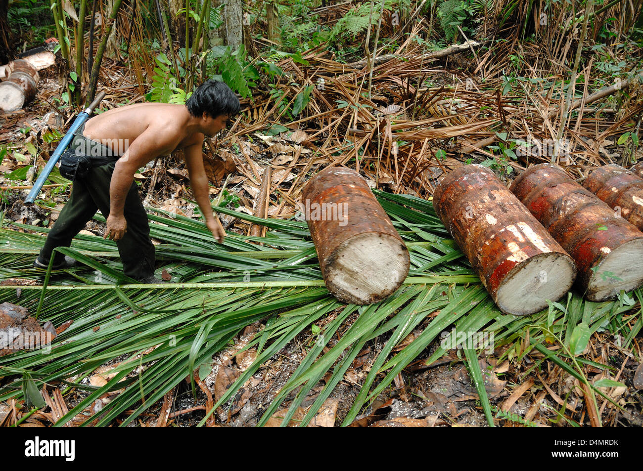 Waldarbeiter schneiden und bereiten Sago Palm-Protokolle für die Gewinnung von Sago in der Nähe von Mukah Sarawak Borneo Malaysia vor Stockfoto