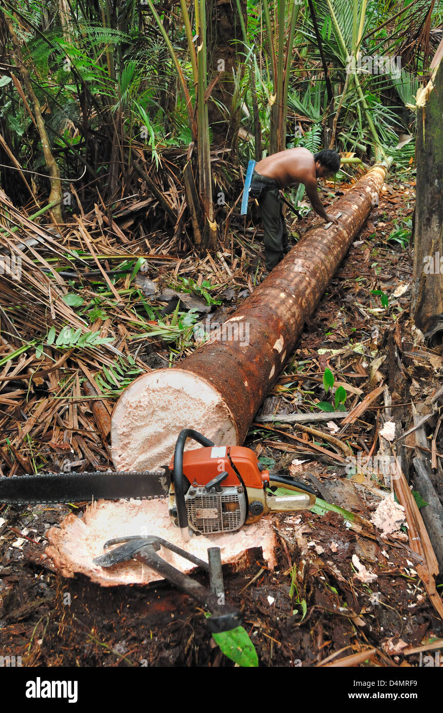 Forster schneiden oder fellieren von Sago Palm Tree zur Gewinnung von Sago im Regenwald in der Nähe von Mukah Sarawak Borneo Malaysia Stockfoto
