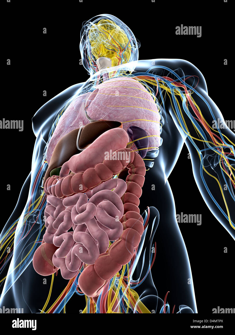 Männliche Anatomie Stockfoto