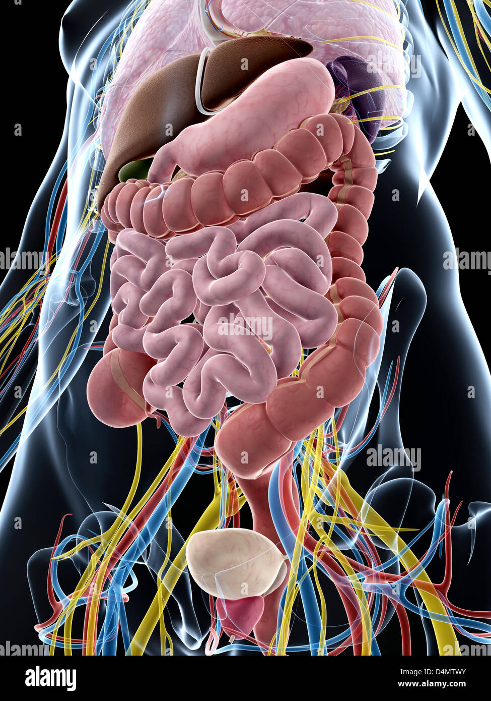 Männliche Anatomie Stockfoto