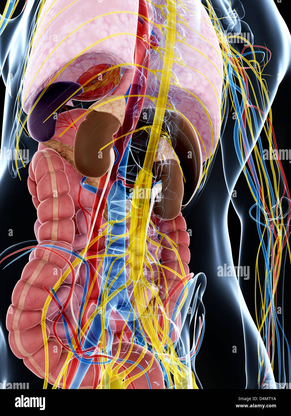 Männliche Anatomie Stockfoto