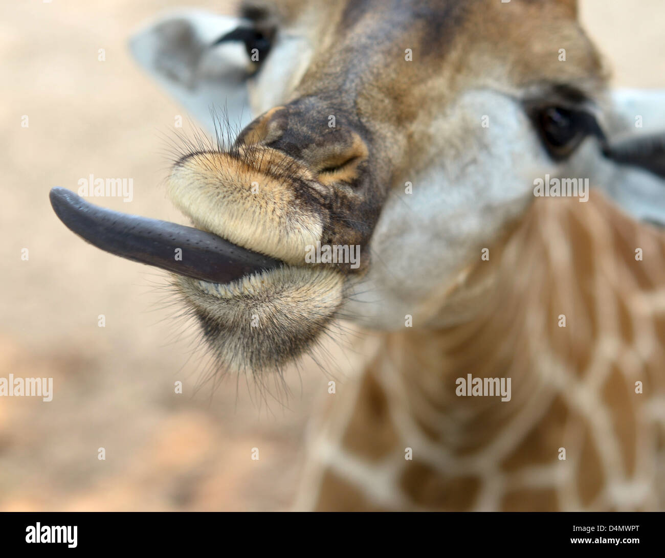 Nahaufnahme von Giraffe mit lustigen Zunge Stockfoto