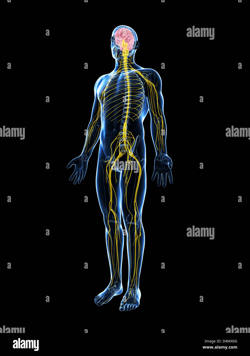 Männlichen Nervensystems Stockfoto