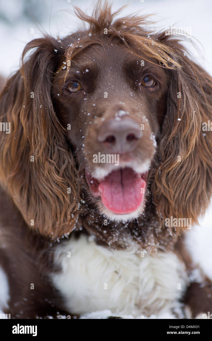 Hund im Schnee Stockfoto