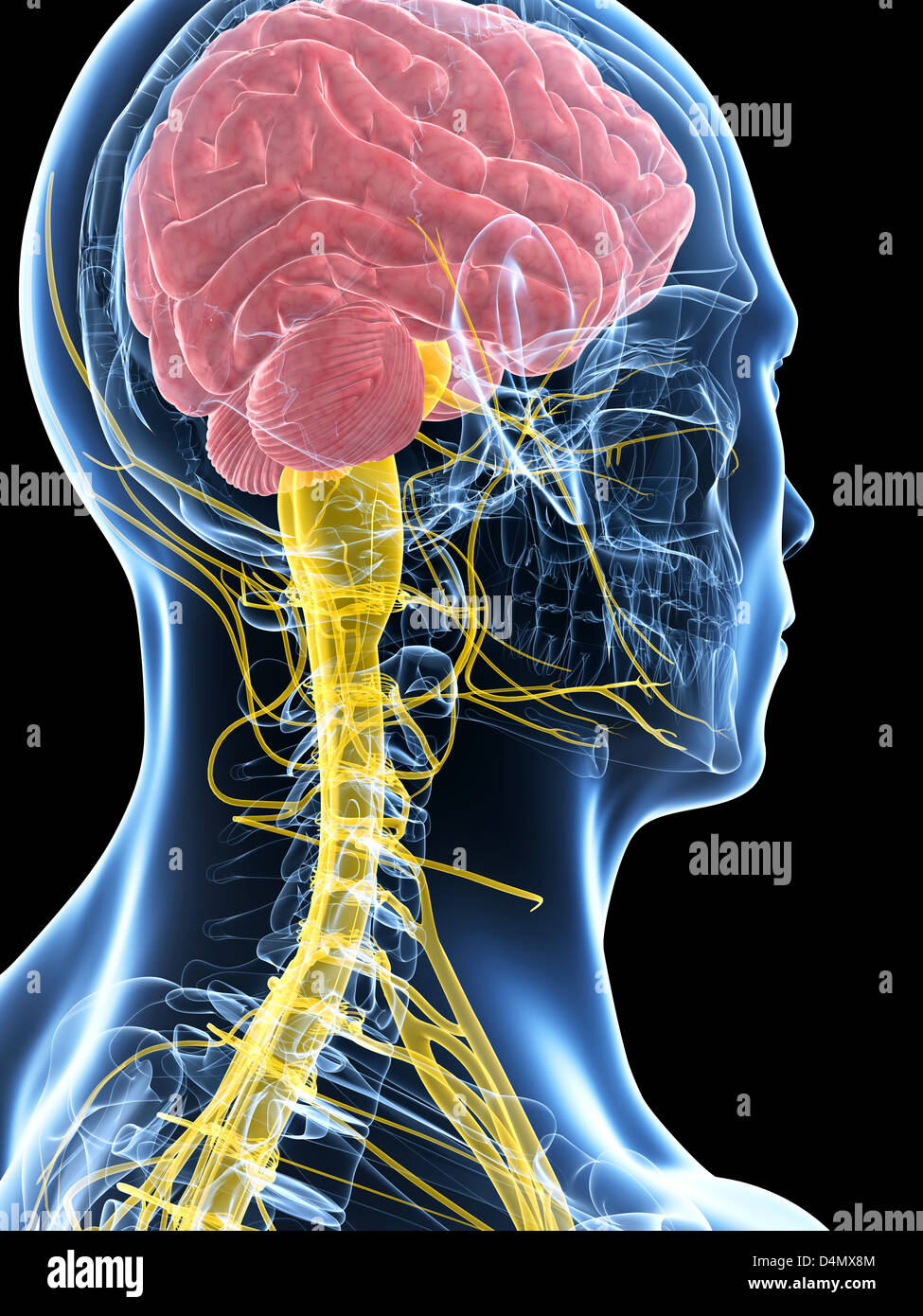 Männlichen Nervensystems Stockfoto