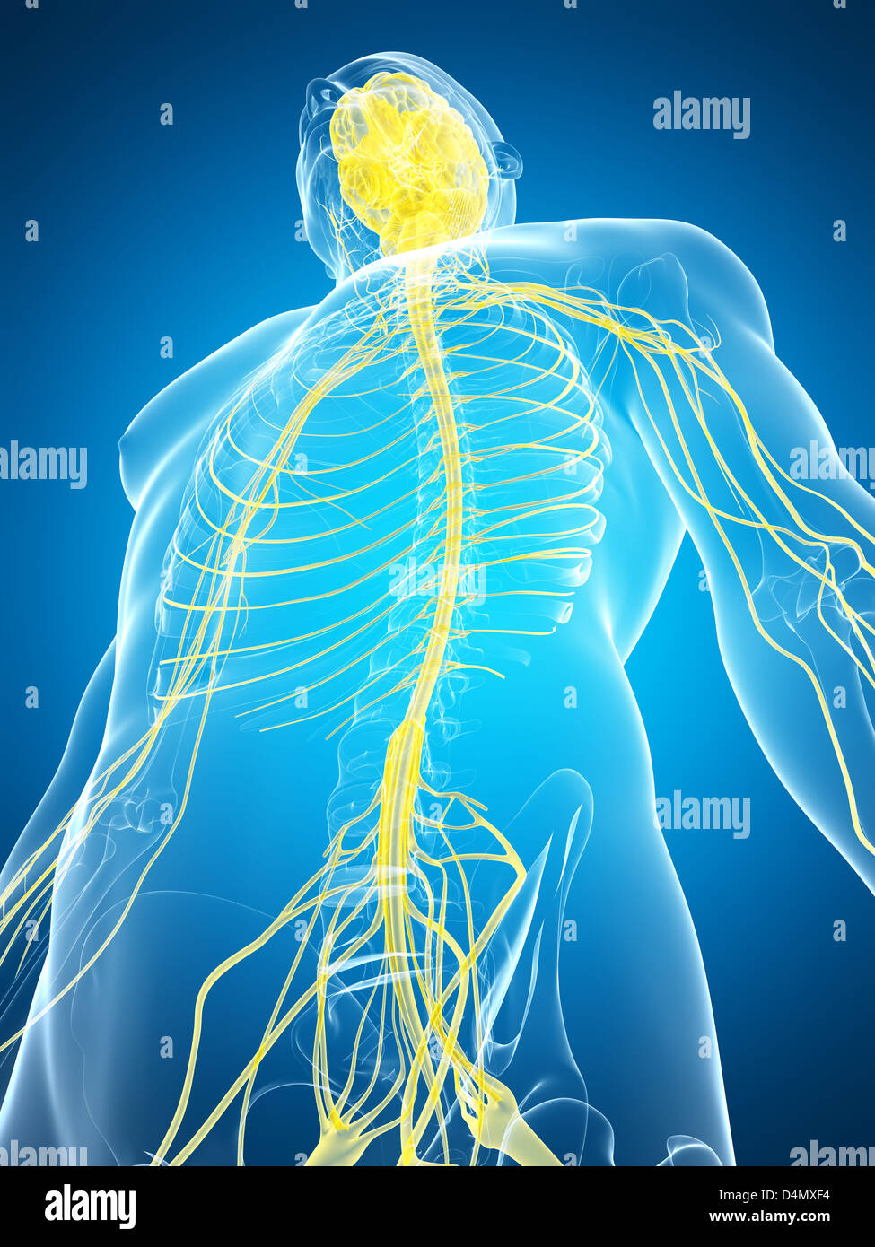Männlichen Nervensystems Stockfoto