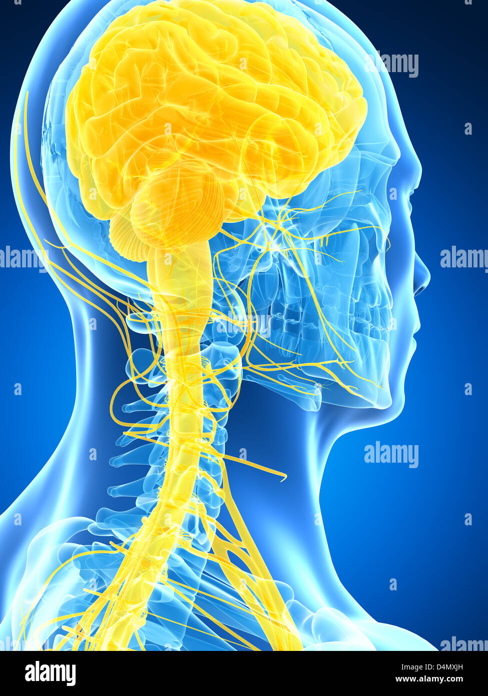 Männlichen Nervensystems Stockfoto