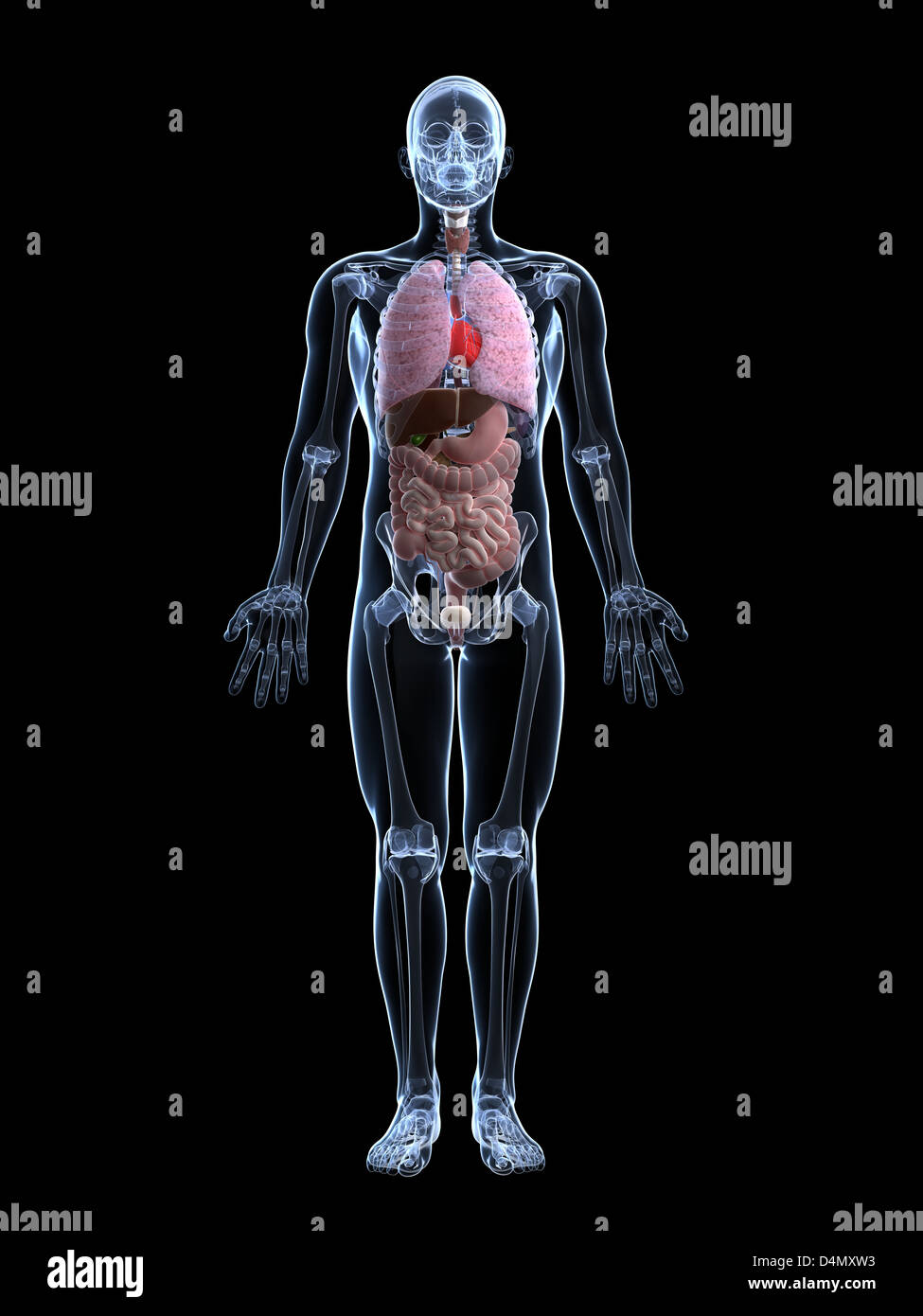 Männliche anatomy -Fotos und -Bildmaterial in hoher Auflösung - Seite 3 ...