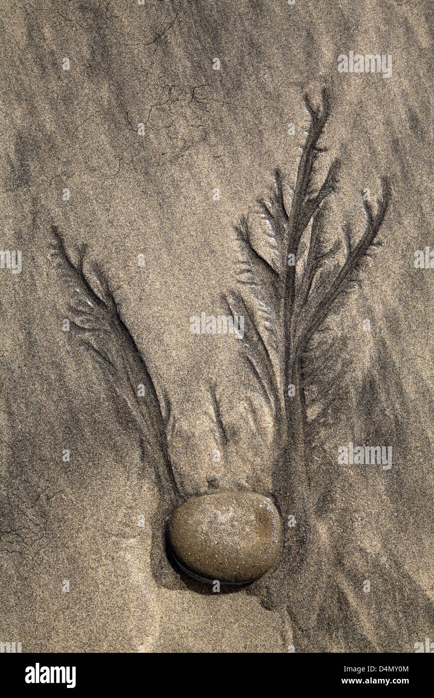 Muster, die Links in den Sand um einen Stein von der zurückweichenden Flut an Gwithian Strand, Cornwall. Stockfoto