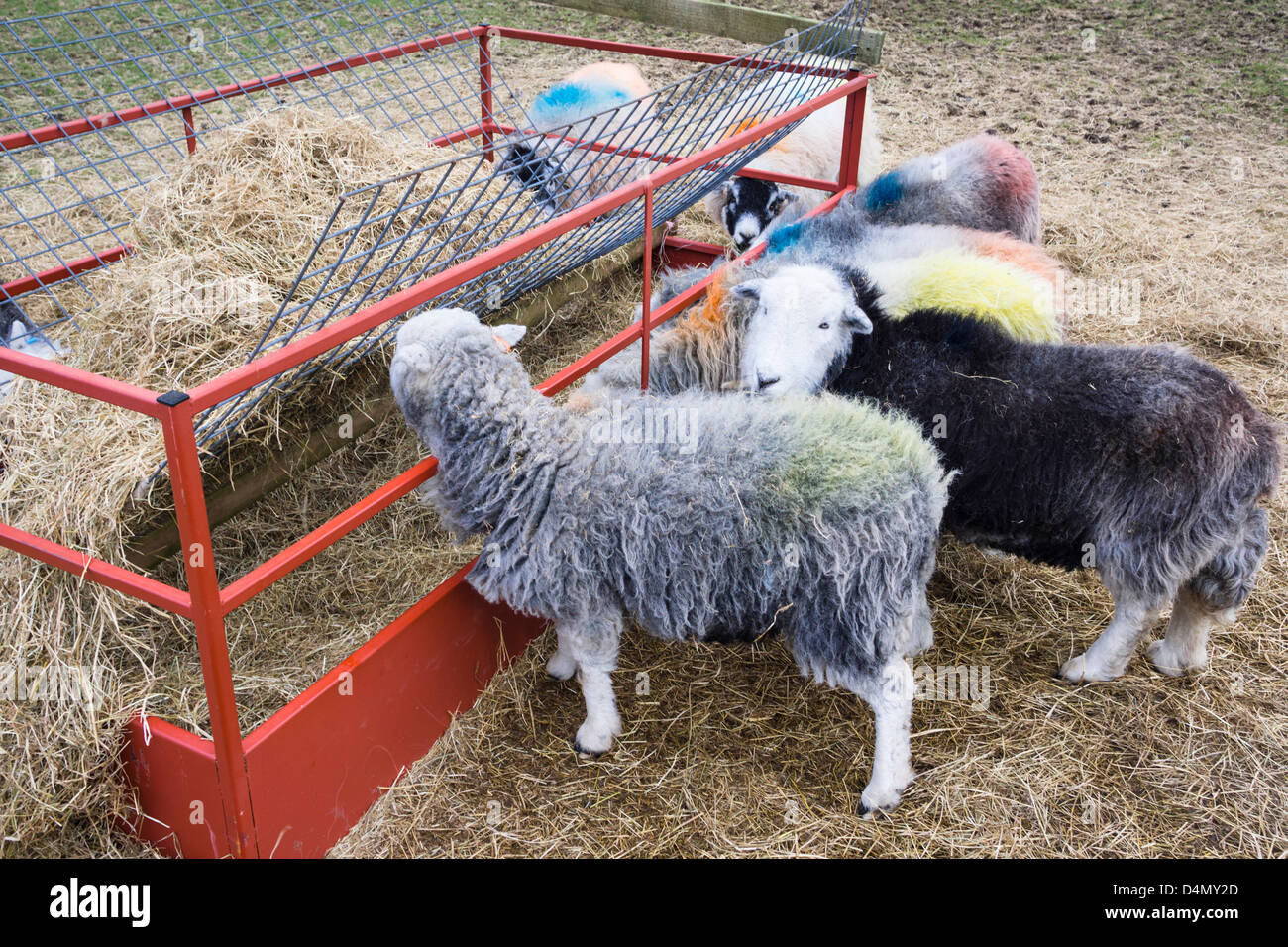 Herdwick Schafe füttern in das Tal von Seathwaite im Lake District. Stockfoto