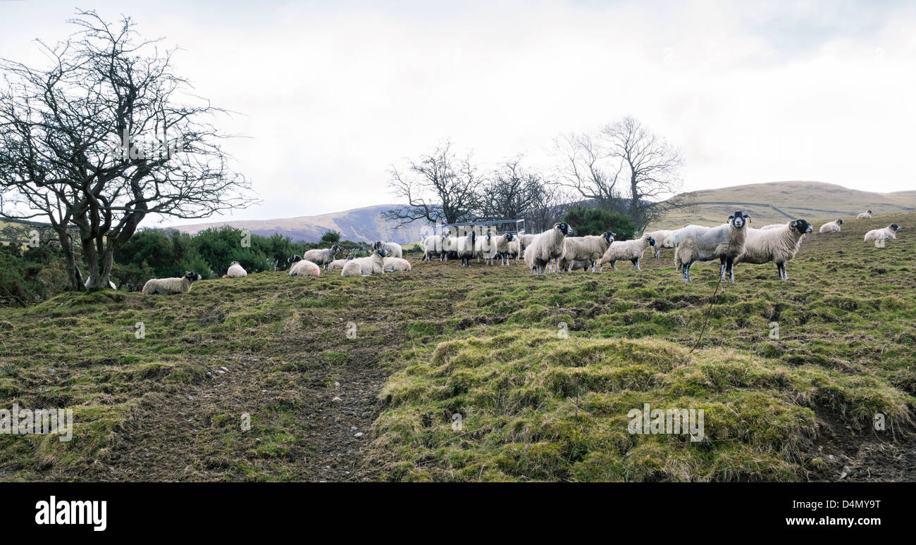 Eine Herde von Swaledale Schafen im Lake District. Stockfoto