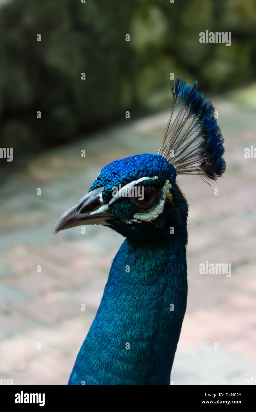 Pfau in Kuala Lumpur Bird park Stockfoto