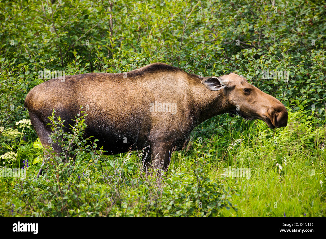Kuh Elch (Alces Alces) ernähren sich von Pflanzen, Denali National Park & zu bewahren, Alaska, USA Stockfoto