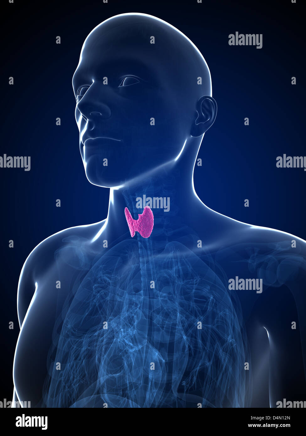 Schilddrüse anatomie Fotos und Bildmaterial in hoher Auflösung Alamy
