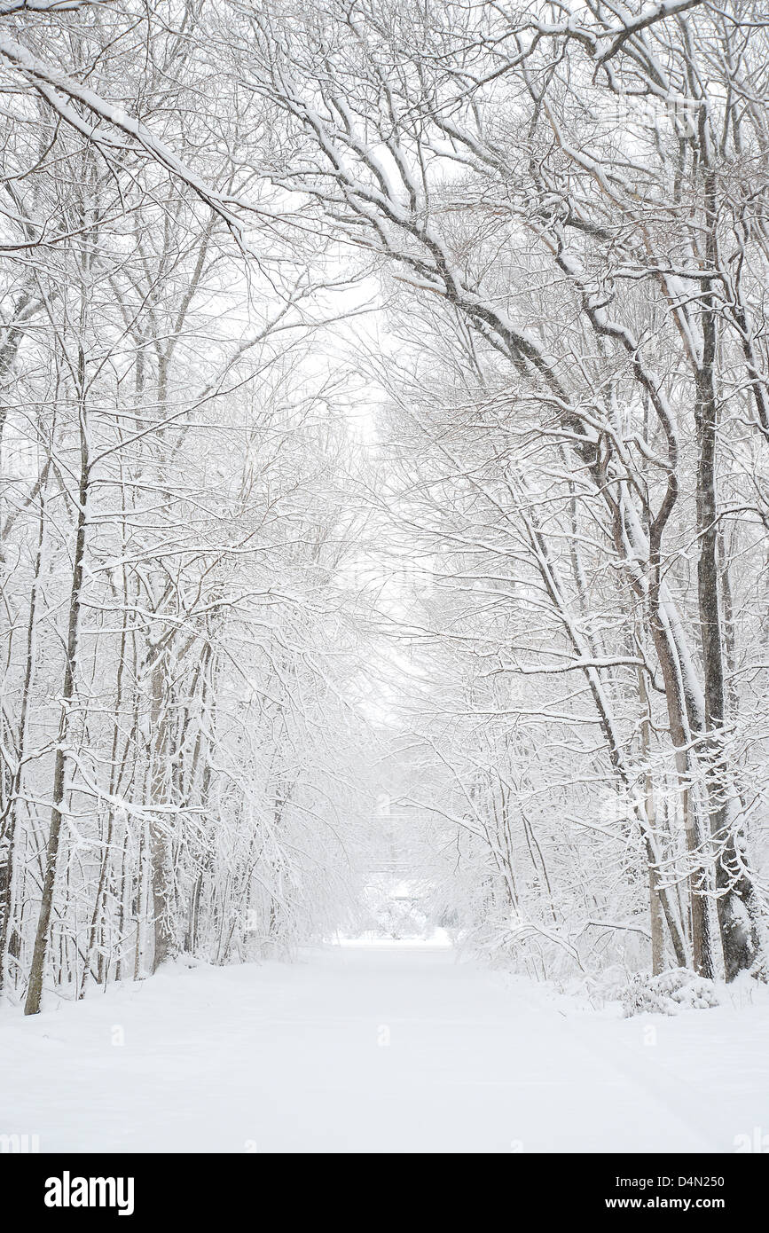 Bäume mit Schnee bedeckt während des Wintersturms Saturn in Connecticut Stockfoto
