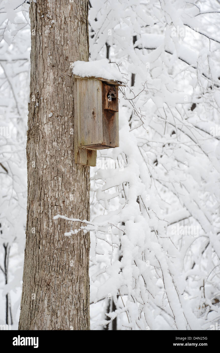 Vogelhaus auf Baum während des Wintersturms Saturn in Connecticut Stockfoto