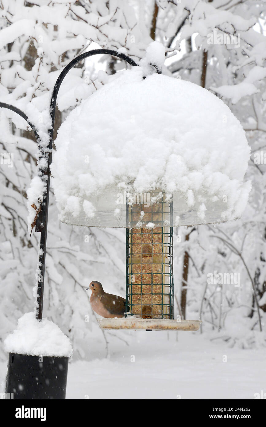 Taube am Futterhäuschen für Vögel im Winter Schnee-Sturm Saturn in Connecticut Stockfoto