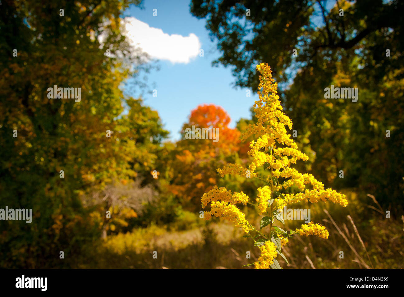Herbst Wald Stockfoto