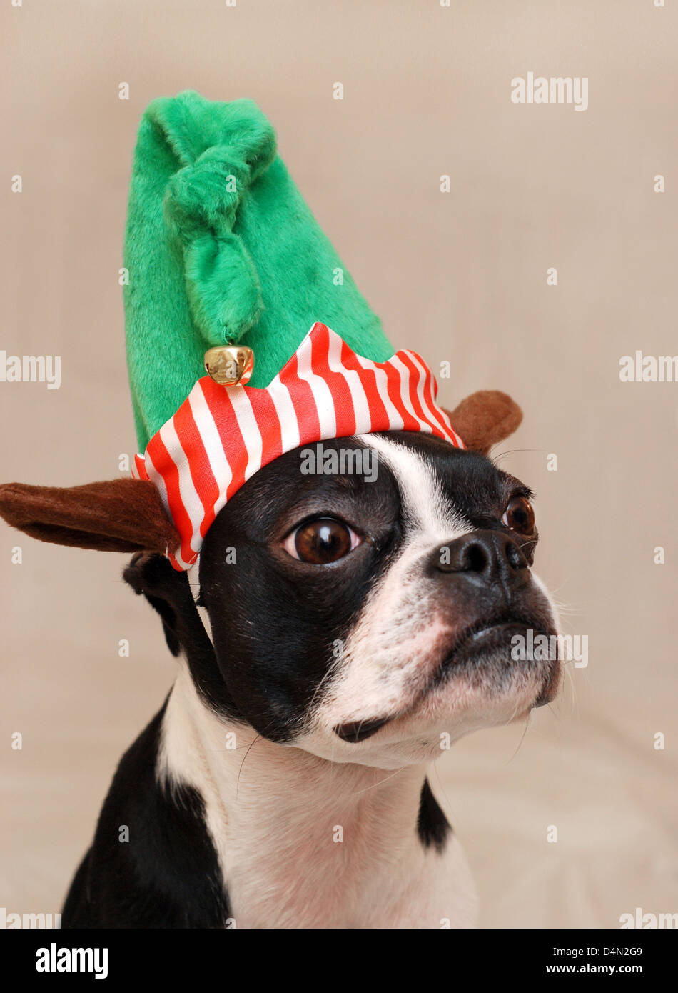 Ein Boston Terrier Hund Hut eine Elfe zu Weihnachten Stockfoto