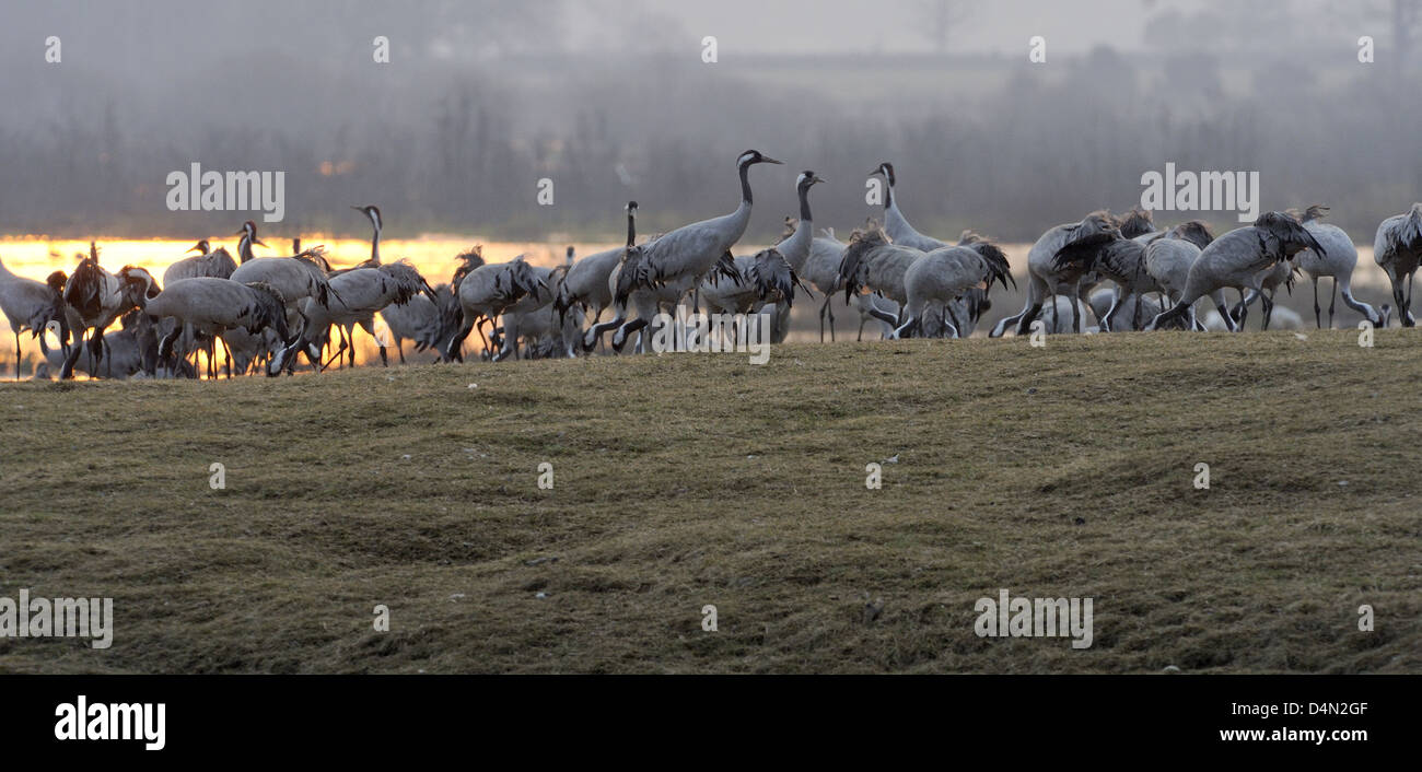 Kraniche (Grus Grus) Fütterung im Morgengrauen in der frühen Sonne Stockfoto