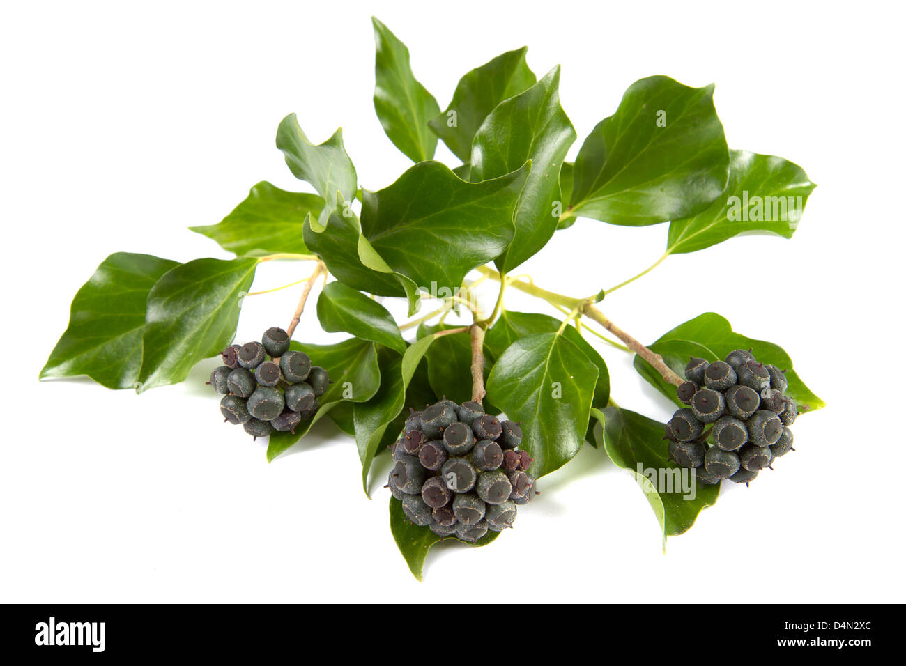 Englischer Efeu - Hedera helix Stockfoto