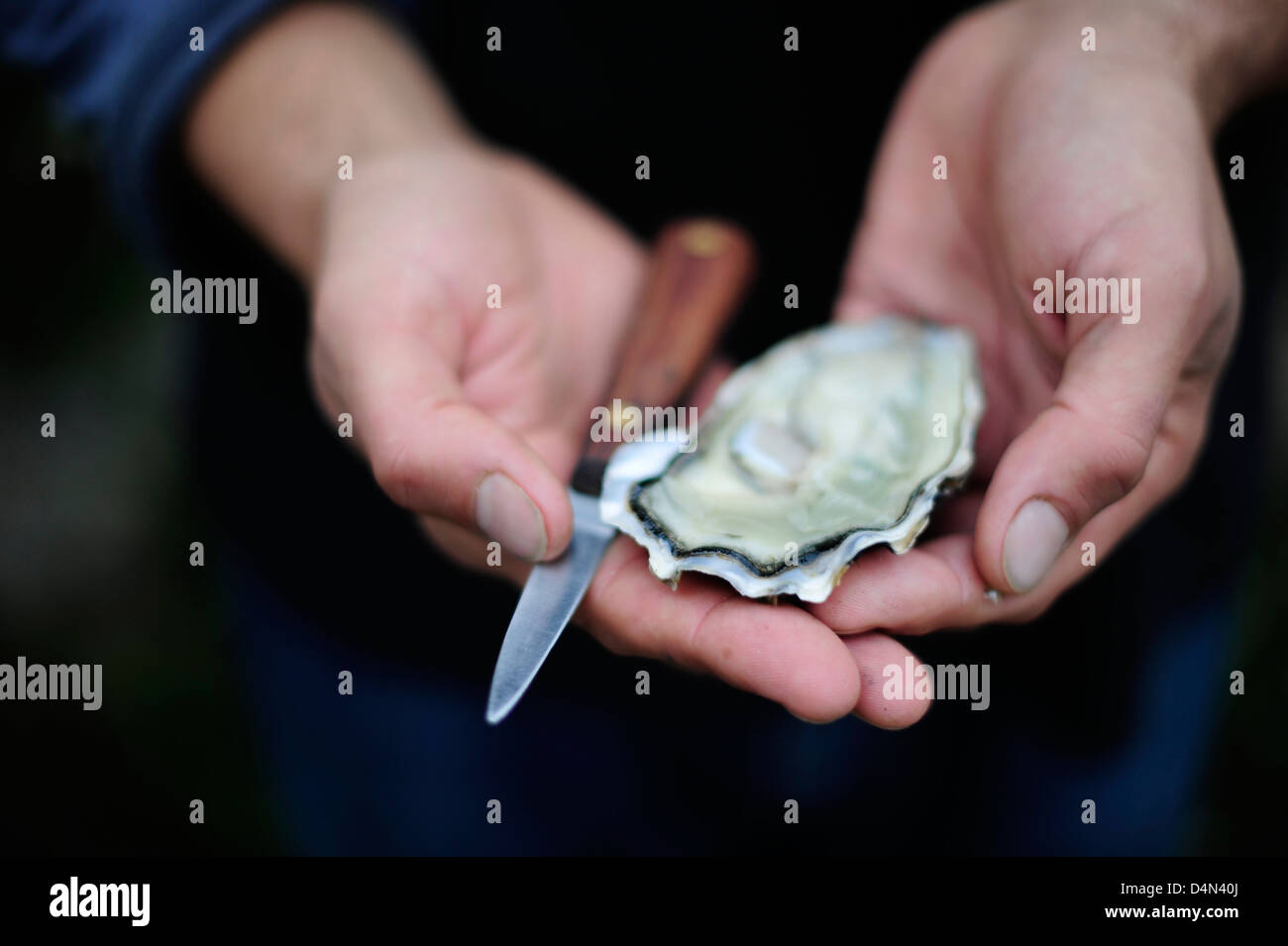 Ein Mann hält eine fangfrische Austern aus dem Herzogtum von Cornwall Austernfarm, Helford River, Cornwall. Stockfoto