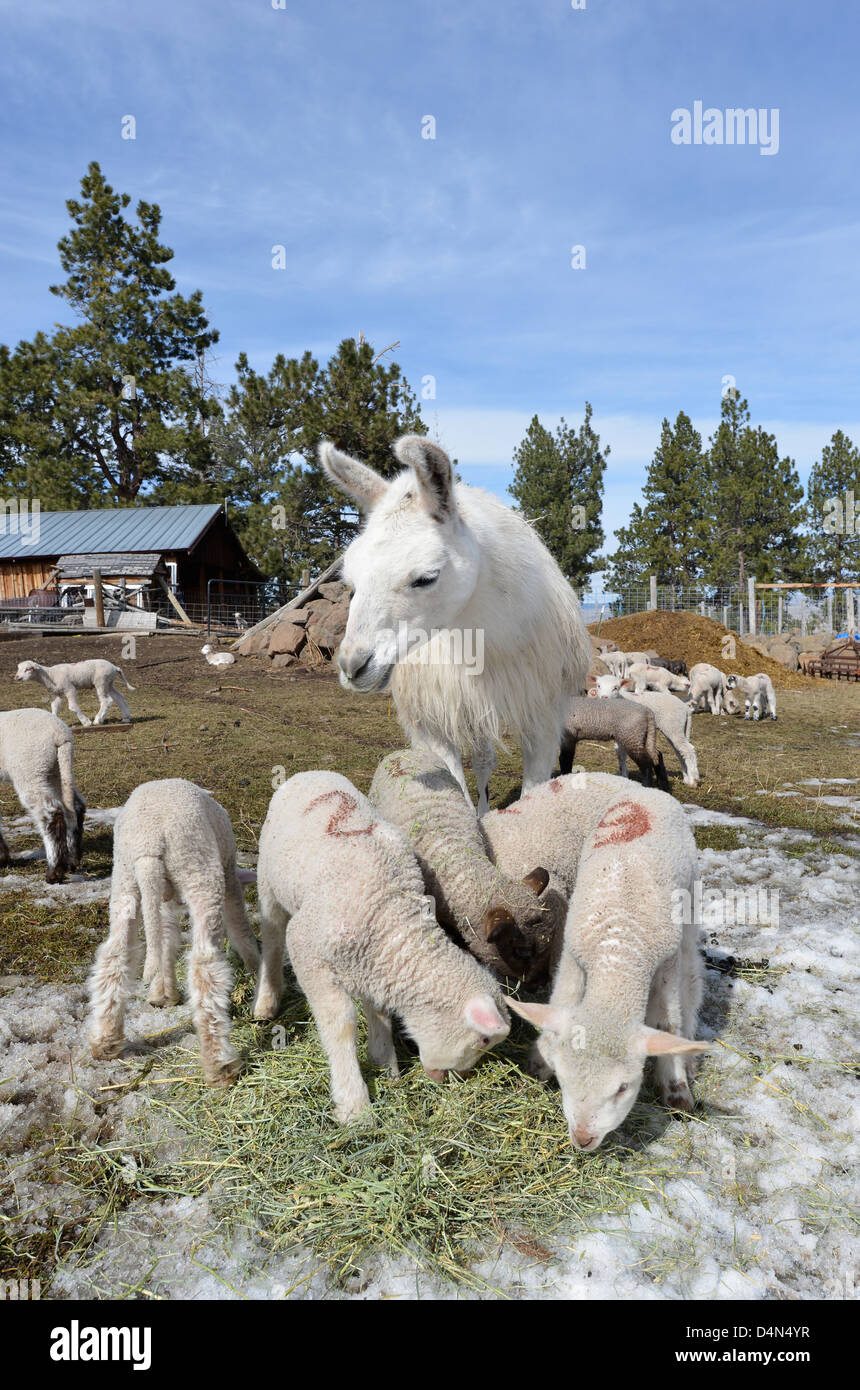 Lämmer wird bewacht von einem Guard Lama wie Heu auf einer Ranch in Oregon Wallowa Valley fressen. Stockfoto