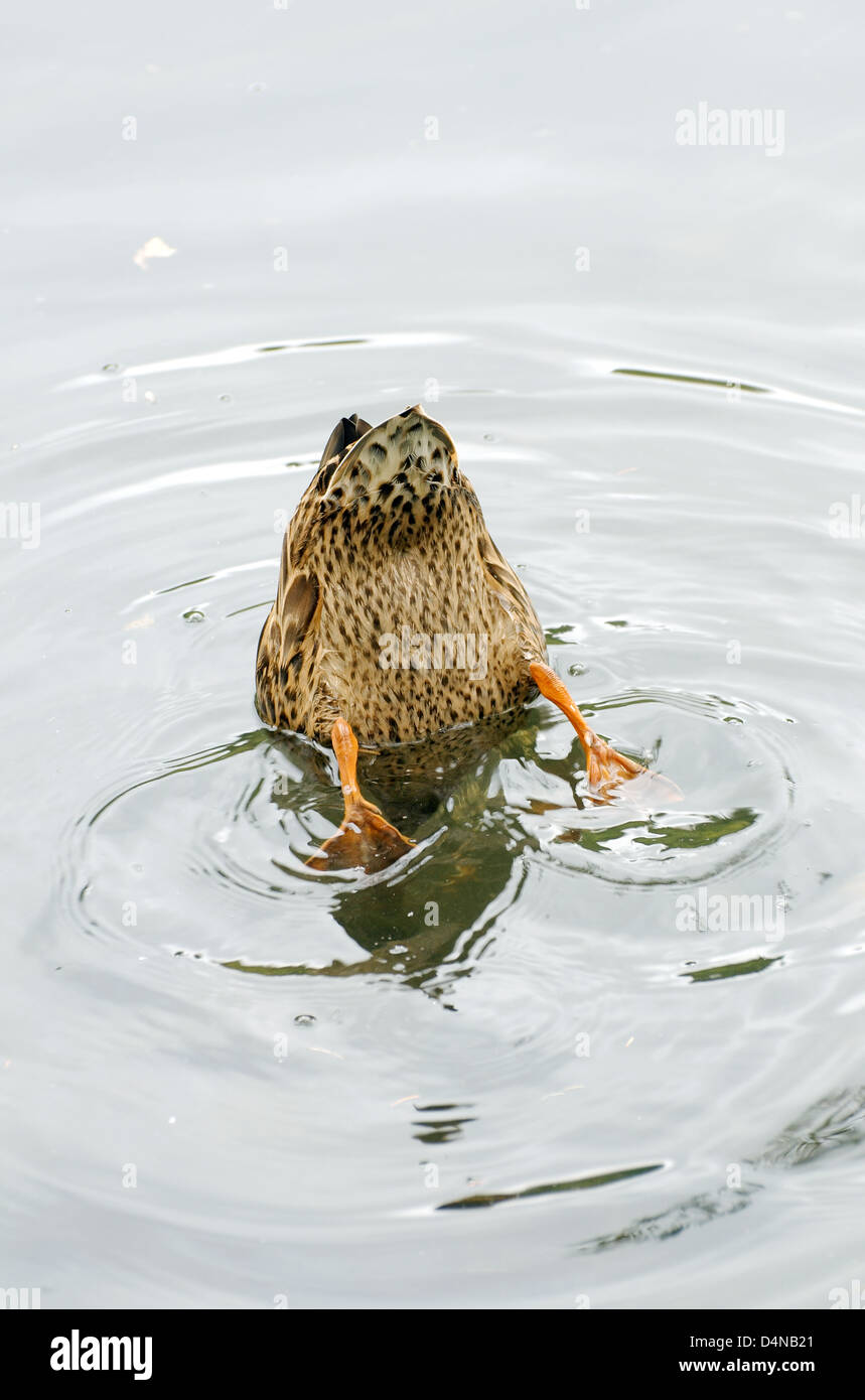 Ente taucht unter Wasser, Siebenbürgen, Rumänien, Europa Stockfoto
