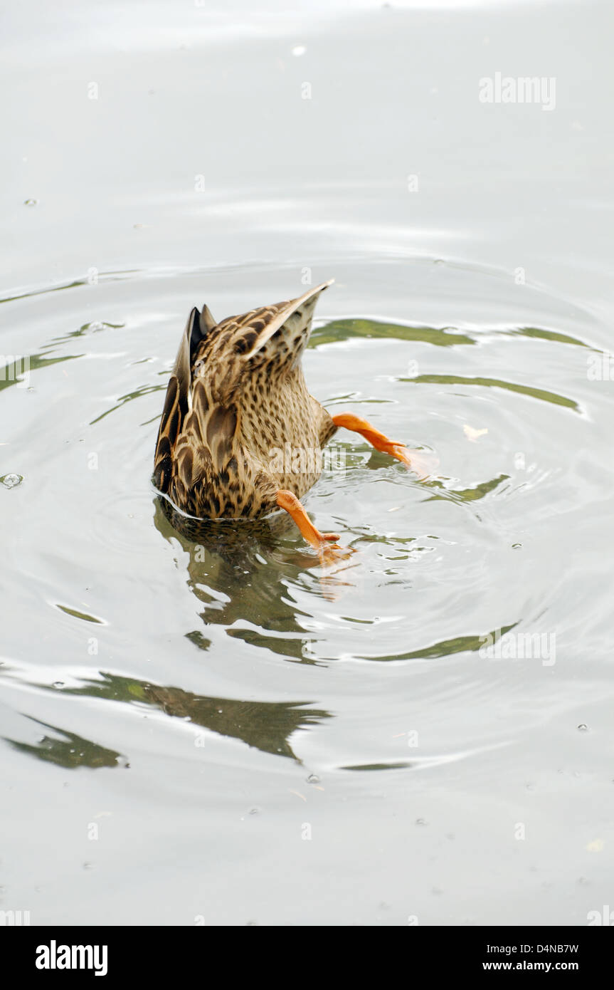 Ente taucht unter Wasser, Siebenbürgen, Rumänien, Europa Stockfoto
