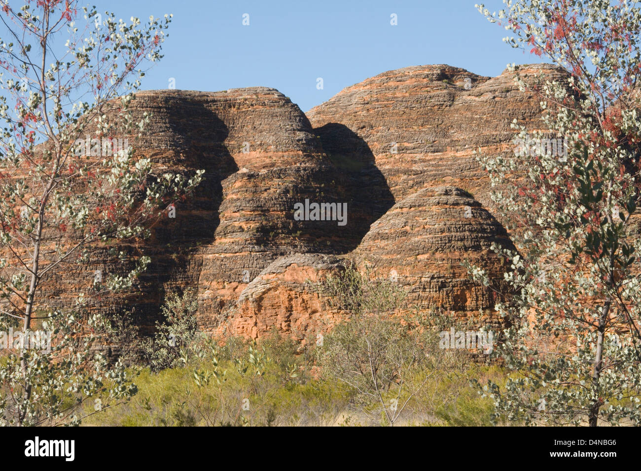 Purnululu - die Bungle Bungles, die Kimberley Region, Western Australia, Australien Stockfoto