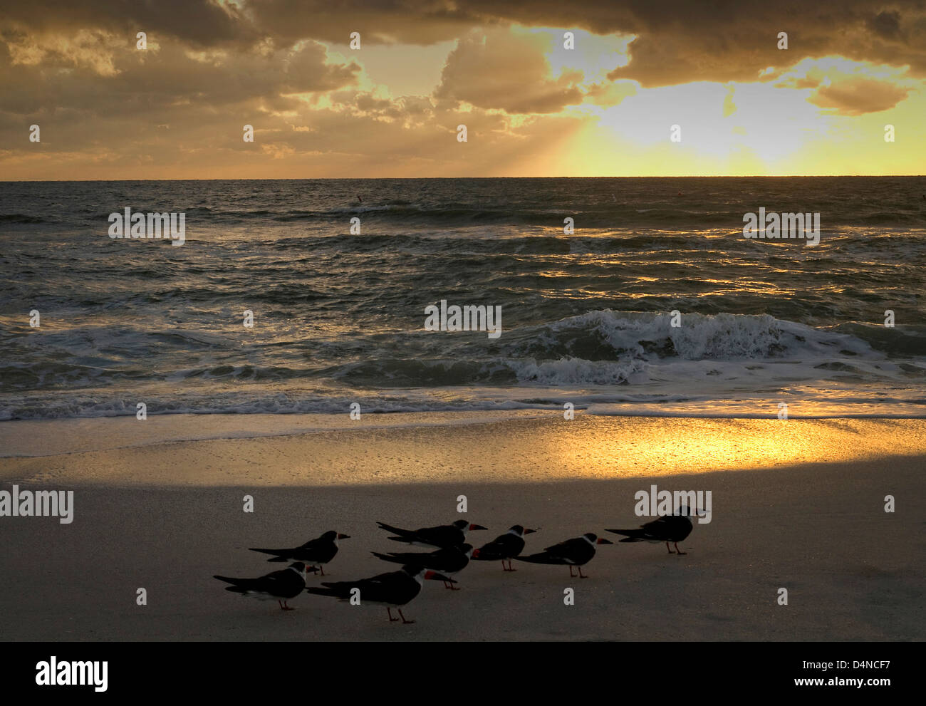 Seevögel am Strand in Bonita Springs beach Florida USA Stockfoto