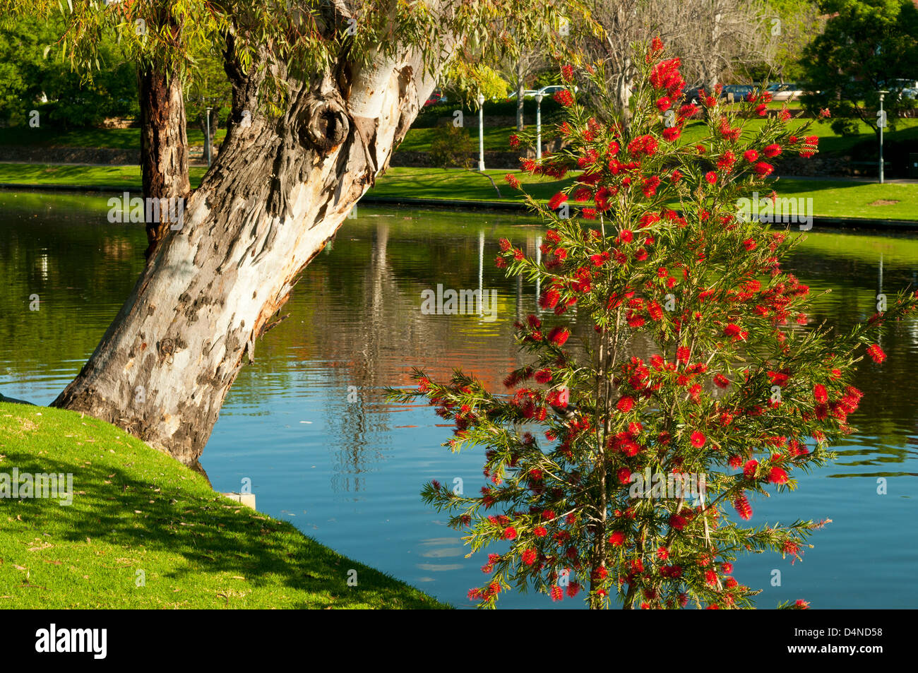Torrens River, Adelaide, South Australia, Australien Stockfoto