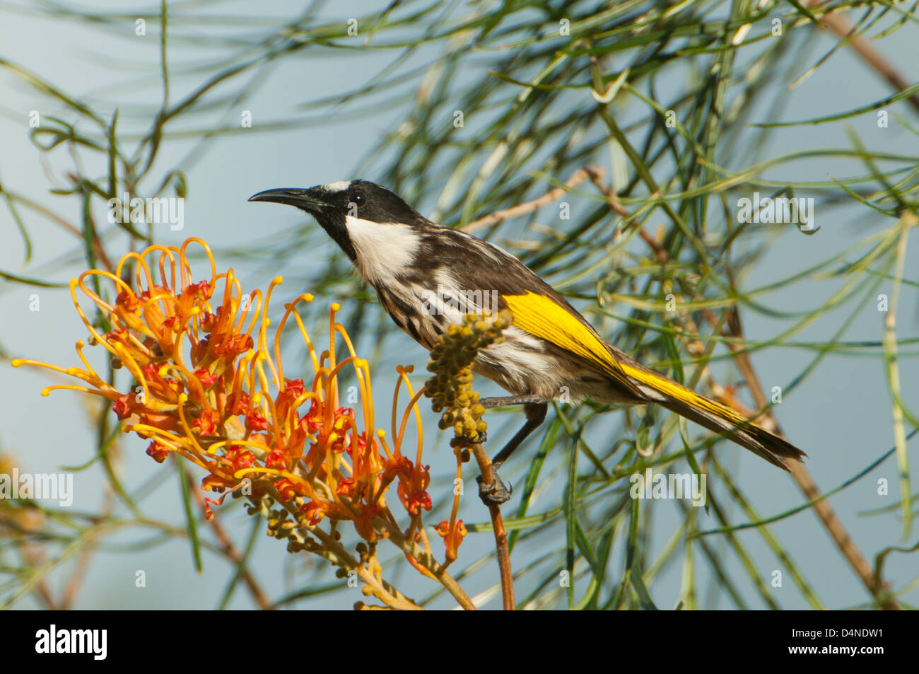 Weiße-cheeked Honigfresser in der Nähe von Julatten, Queensland, Australien Stockfoto