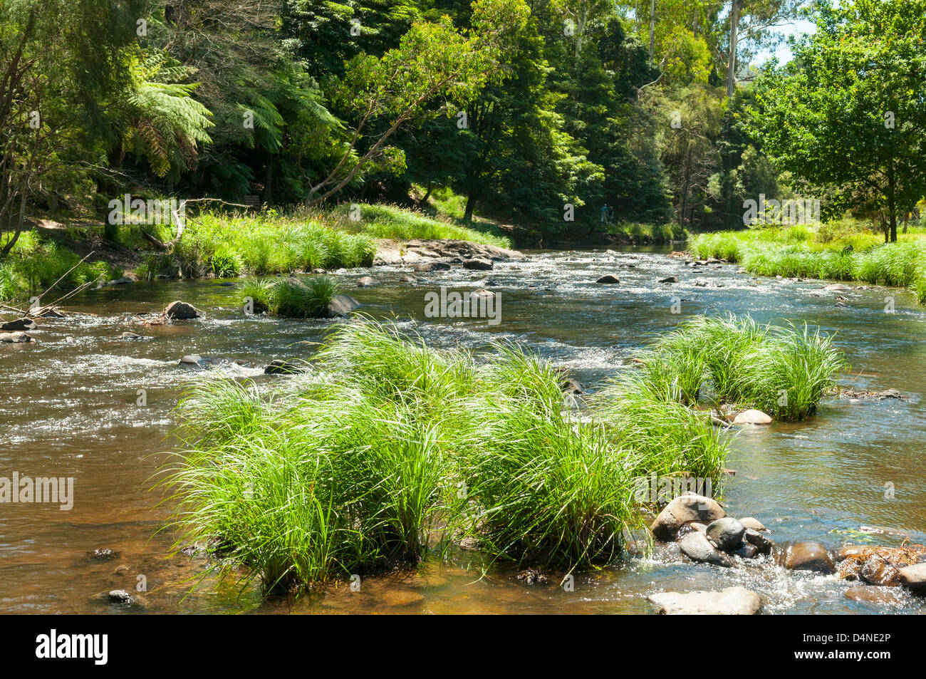 Yarra River, Warburton, Victoria, Australien Stockfoto