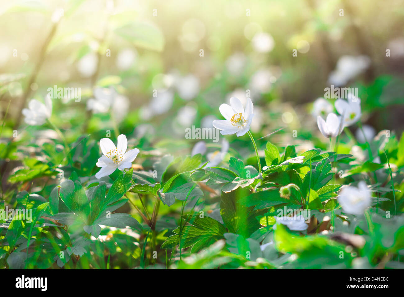 Frühlingsmorgen mit Anemone Blumen Stockfoto